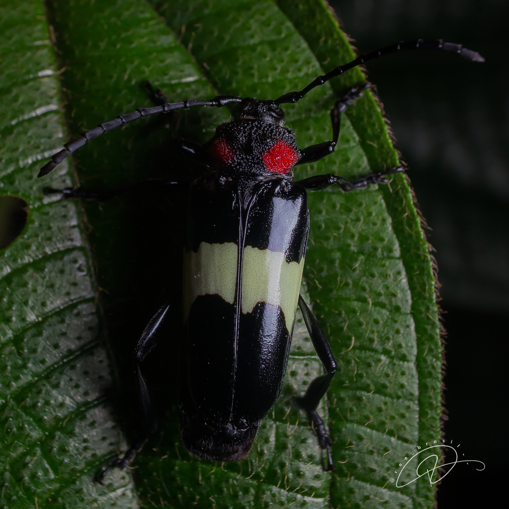 Phaedinus martii