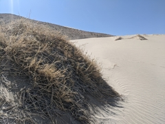 Swallenia alexandrae