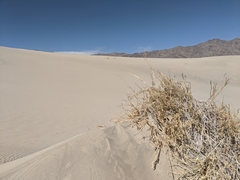 Swallenia alexandrae