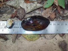 Sagittunio subrostratus