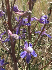 Delphinium recurvatum
