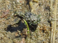 Elaphrus ruscarius