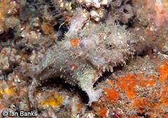 Abantennarius coccineus