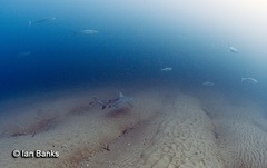 Scomberomorus commerson