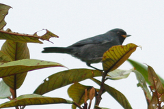 Diglossa caerulescens