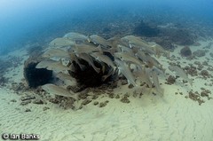 Argyrosomus japonicus