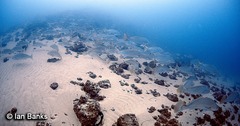 Argyrosomus japonicus