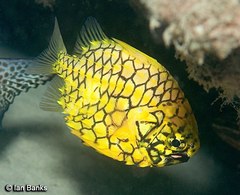 Cleidopus gloriamaris