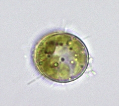 Thalassiosirales
