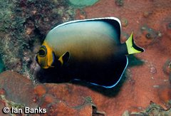 Chaetodontoplus conspicillatus