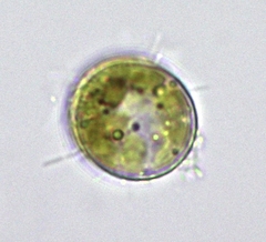 Thalassiosirales