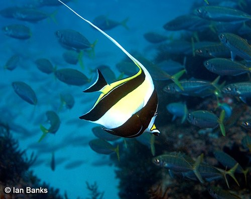 Moorish Idol