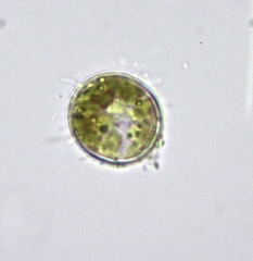 Thalassiosirales