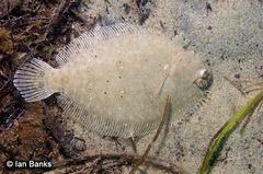 Pseudorhombus jenynsii