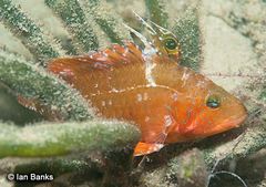 Pteragogus flagellifer