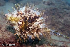 Chaetodermis penicilligerus