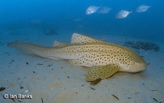 Zebra Shark photo 4