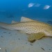 Zebra Shark - Photo (c) Ian Banks, some rights reserved (CC BY-NC), uploaded by Ian Banks