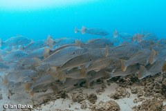 Argyrosomus japonicus