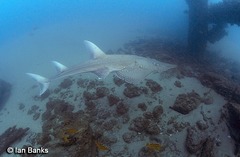 Rhynchobatus australiae