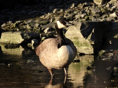 Branta canadensis