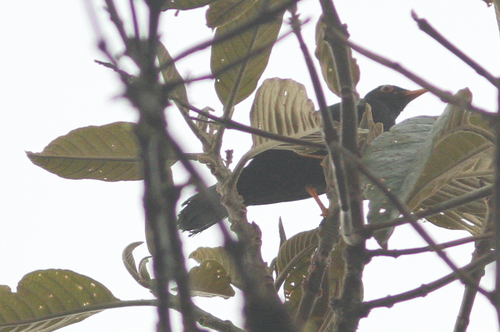 Turdus serranus