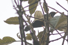 Turdus serranus