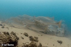 Argyrosomus japonicus