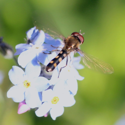 Many-tufted Sedgesitter