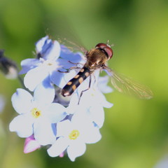 Platycheirus scutatus