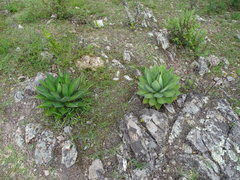Agave obscura