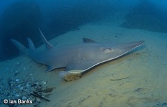 Rhynchobatus australiae