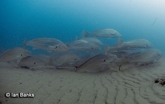 Argyrosomus japonicus