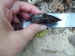 Sagittunio subrostratus