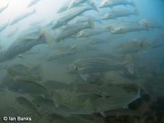 Argyrosomus japonicus