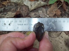 Sagittunio subrostratus