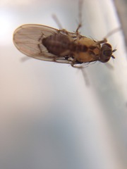 Allophylopsis