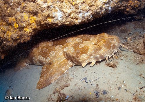 Spotted Wobbegong, photo 9 of 9