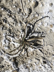 Ivesia kingii eremica