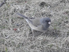 Junco hyemalis montanus