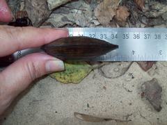 Sagittunio subrostratus