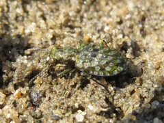 Elaphrus ruscarius
