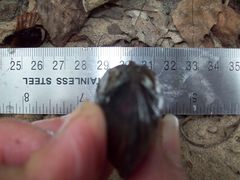 Sagittunio subrostratus