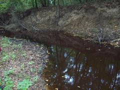 Sagittunio subrostratus