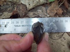 Sagittunio subrostratus