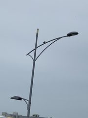 Streptopelia tranquebarica