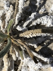 Ivesia kingii eremica