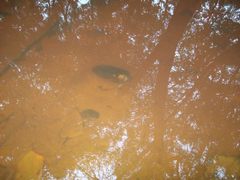 Sagittunio subrostratus