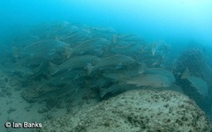 Argyrosomus japonicus