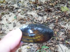 Sagittunio subrostratus